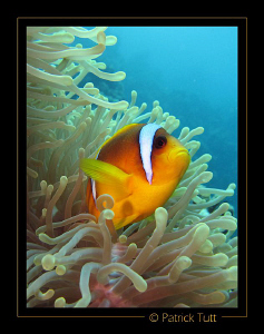 Clown fish in Abu Ghusum - Egypt - Canon S90 with hand to... by Patrick Tutt 